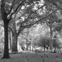 Serenity in Washington Square Park